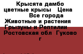 Крысята дамбо цветные крысы › Цена ­ 250 - Все города Животные и растения » Грызуны и Рептилии   . Ростовская обл.,Гуково г.
